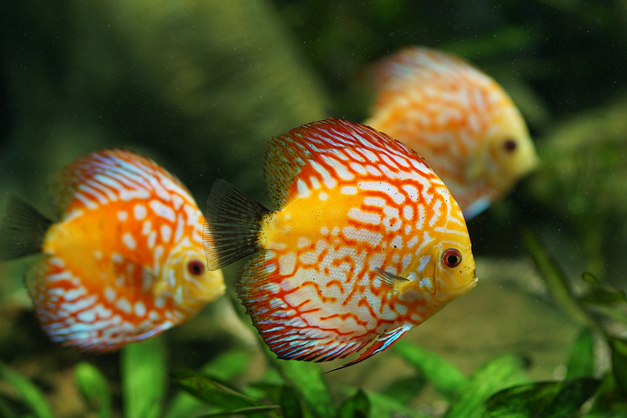 Conserving Freshwater Biodiversity: A Matter of Life and Sustainability